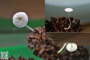 Mycena rhenana